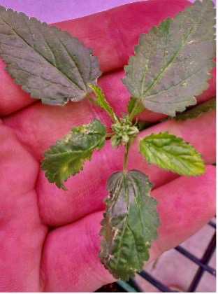 A hand lifts a young prickly sida plant in a greenhouse under purple lights.