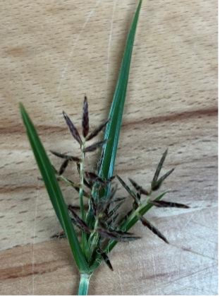 A close-up view shows the purple-brown seedhead and narrow green leaves of a purple nutsedge plant on a wooden background.