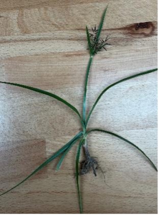 An uprooted purple nutsedge plant has long, narrow leaves extending from its base and a seedhead at the top of a slender stem.