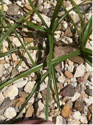 A purple nutsedge plant grows among gravel and dry plant debris.