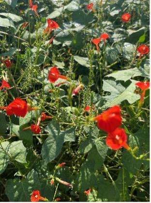 A close-up view shows red morningglory vines with bright red, trumped-shaped flowers and green leaves.