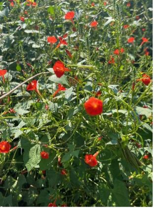 A middle view shows red morningglory bines growing densely with red flowers spread throughout surrounding green vegetation.