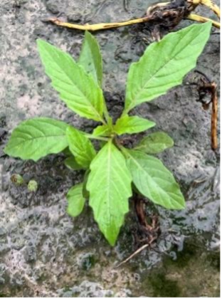 A close-up view shows redroot pigweed growing on a moist, dark-colored rock.