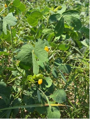 Sicklepod plants grow densely with small yellow flowers.