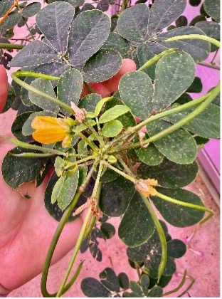 A close-up view shows a hand holding a sicklepod plant with oval leaflets and a yellow flower under purple greenhouse lights.