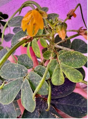 A close-up views shows a sicklepod plant with multiple yellow flowers growing in a greenhouse under purple lights.