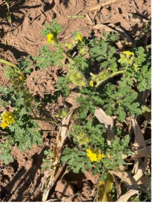 A bird’s-eye-view of a group of buffalo bur plants growing close to the ground.