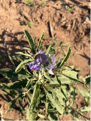 A close-up view shows a silverleaf nightshade plant growing in dry soil with a purple, star-shaped flower.