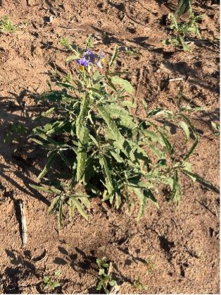 A silverleaf nightshade plant with a purple flower grows in dry soil among other smaller vegetation.