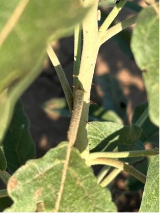 A close-up view shows the prickly stem and grey-green leaves of a silverleaf nightshade plant.