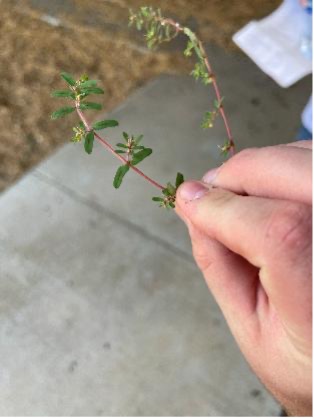 A hand holds a spotted spurge plant showing its small green leaves and pink stem.