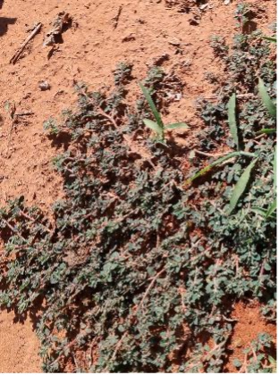 A patch of spotted spurge grows close to the ground on red soil.