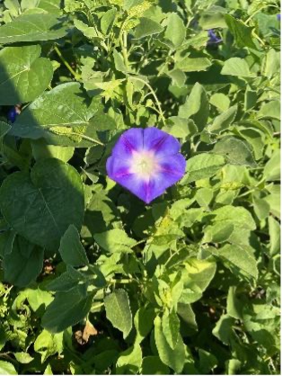 A tall morningglory plant has a purple flower with a white and yellow center surrounded by dense vegetation.