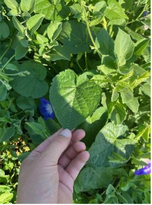 A hand holds a heart-shaped tall morningglory leaf among dense vegetation and scattered purple flowers.