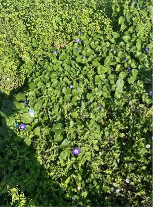 A dense patch of tall morningglory grows with scattered purple flowers.