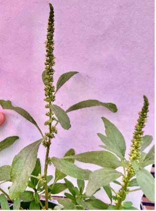 A tall waterhemp plant has tall, narrow flower spikes extending above the foliage on a white paper background under purple greenhouse lights.