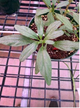 A young tall waterhemp plant grows in a nursery pot in a greenhouse under purple lights.