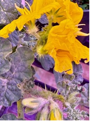 A close-up of the bright yellow flowers growing on a buffalo bur plant.