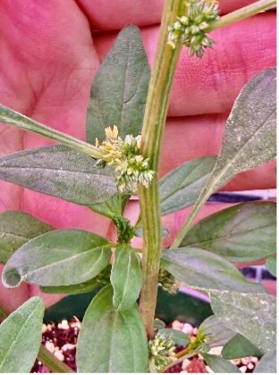An up-close view shows a hand holding a tall waterhemp plant with small flower clusters under purple greenhouse lights.