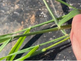 A close-up view shows the green stems and narrow leaves of a Texas millet plant on a black background.