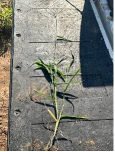 A young Texas millet plant with slender stems and narrow leaves rests on a black ATV tailgate.