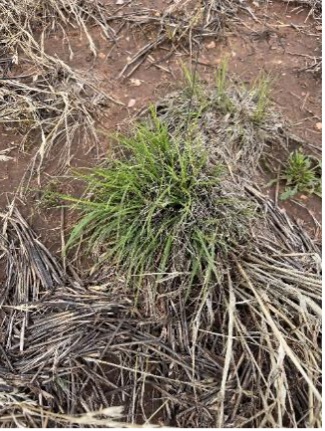 A clump of tumble windmillgrass with narrow green leaves grows among dry grass and plant debris.