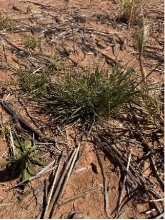 A small clump of tumble windmillgrass grows in bare, dry soil among plant debris.