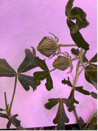 A close-up view shows a Venice mallow plant with two seed capsules on a white paper background under purple greenhouse lights.