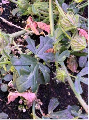 A Venice mallow plant with multiple seed capsules grows close to the soil under purple greenhouse lights.
