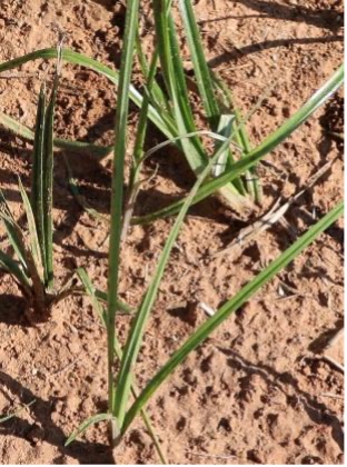 Yellow nutsedge plants with narrow, upright leaves grow out of dry soil.