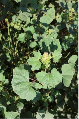 A cocklebur plant displays broad, heart-shaped leaves.