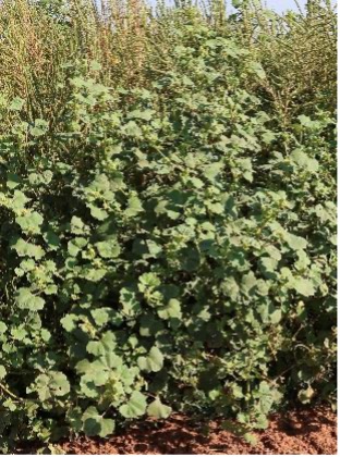 A dense strand of cocklebur plants display broad leaves among surrounding vegetation.