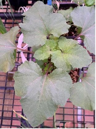 A close-up view of a cocklebur plant in a greenhouse showing its toothed edges.