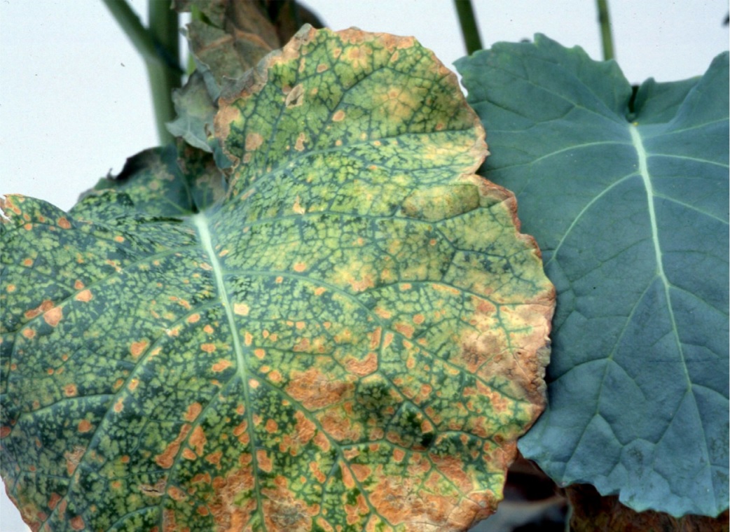 Leaves with yellow spots from boron deficiency.