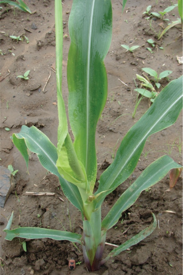 Green leaves showing calcium  deficiency.