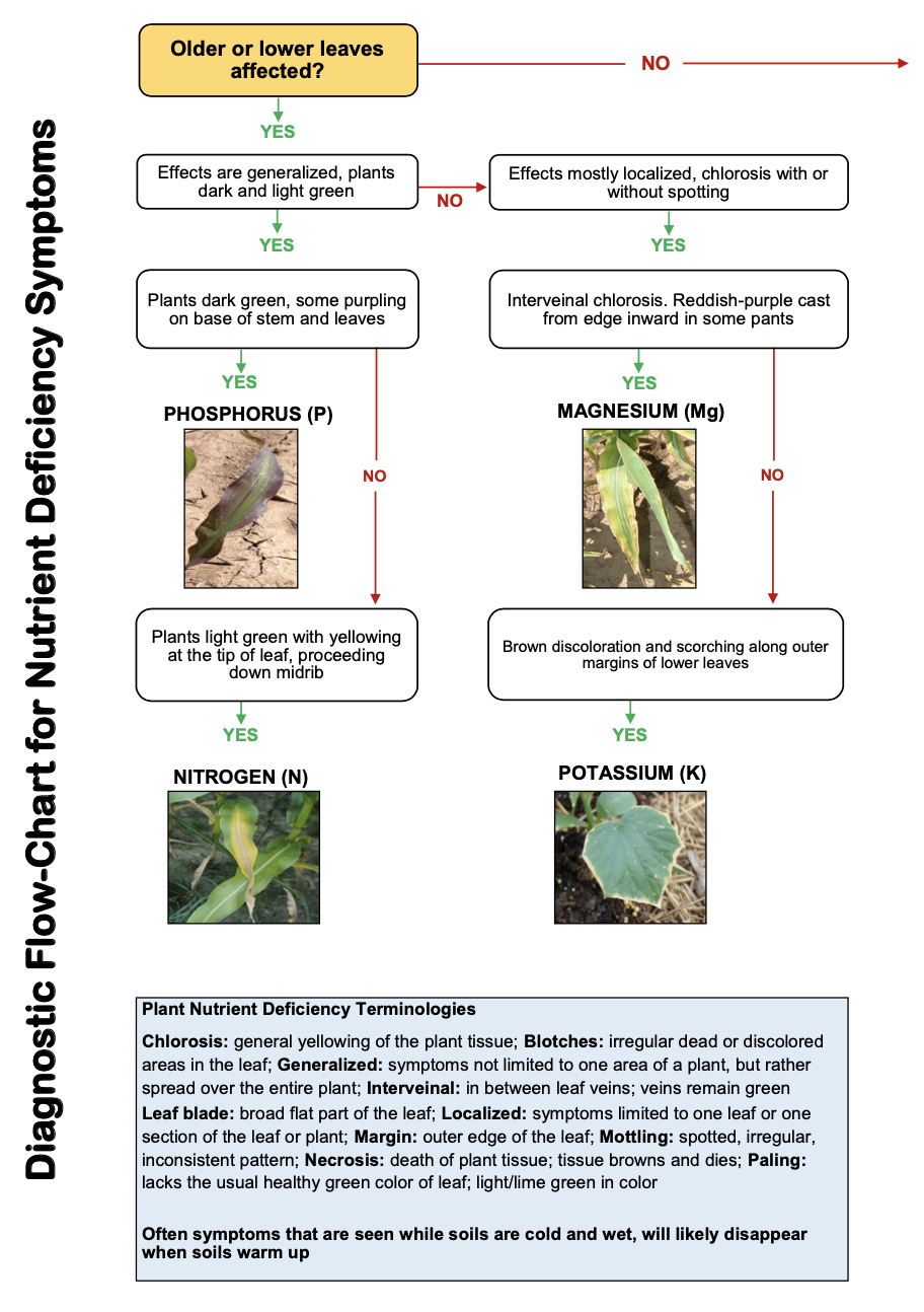 diagnostic flow chart for nutrient deficiency symptoms