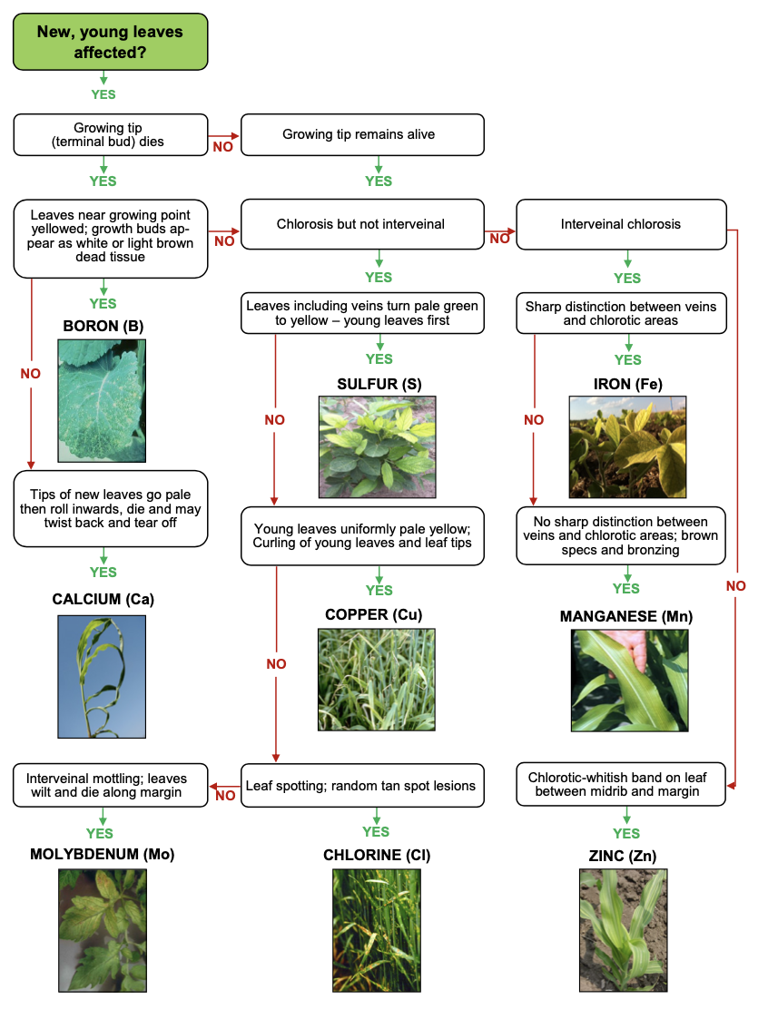 diagnostic flow chart for nutrient deficiency symptoms