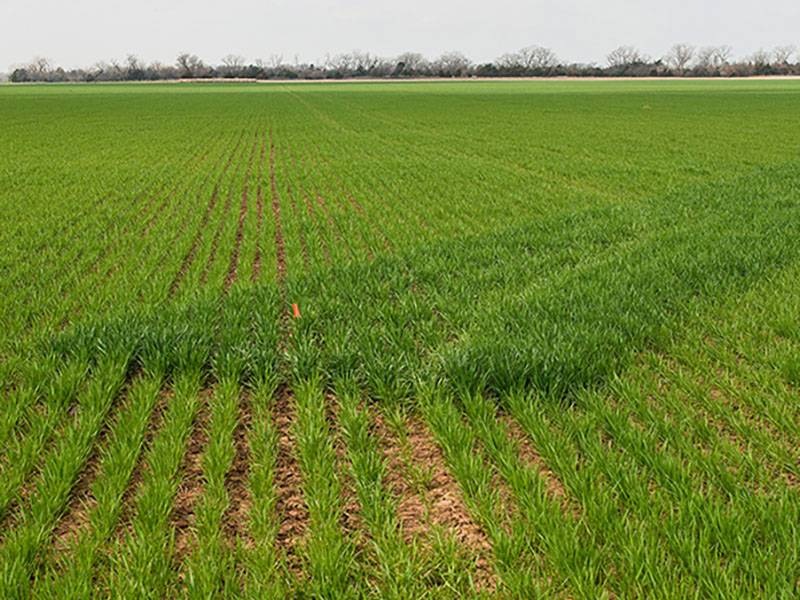 The nitrogen-rich stips in a winter wheat field.