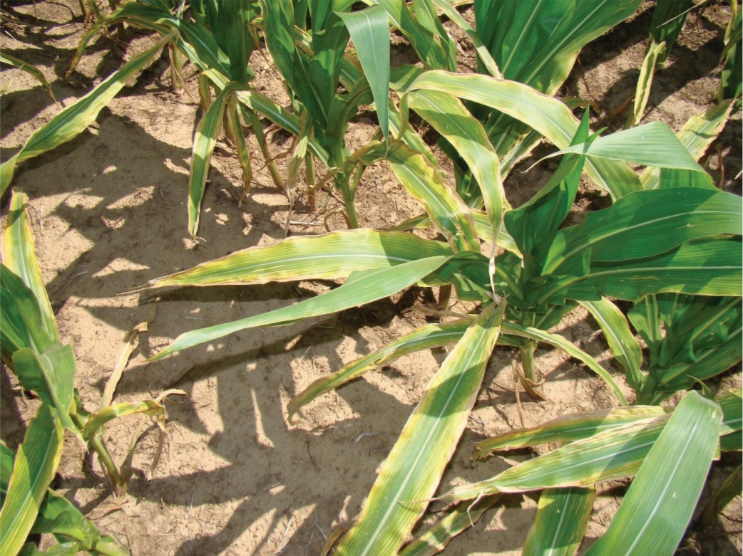 Leaves showing magnesium deficiency.
