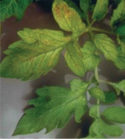 A leaf showing Molybdenum deficiency