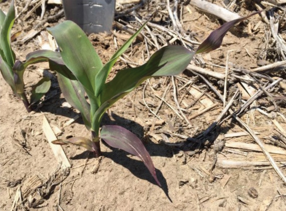 Leaves that are purple and green showing phosphorus deficiency.