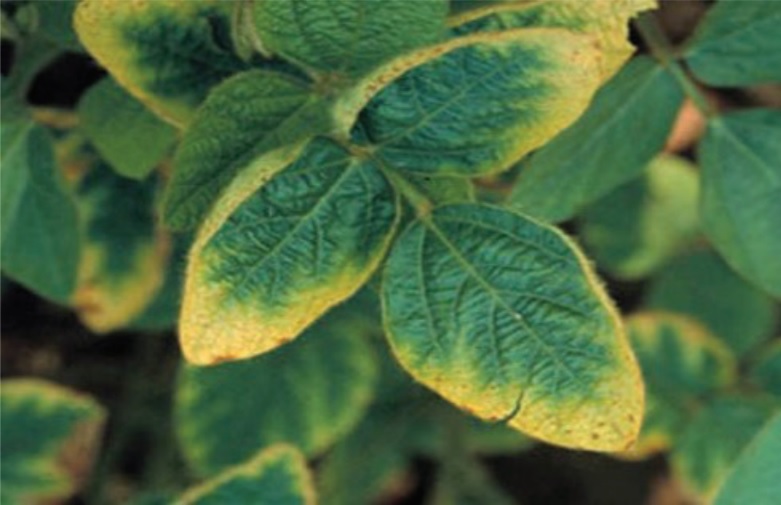 Green and yellow leaves showing potassium deficiency.