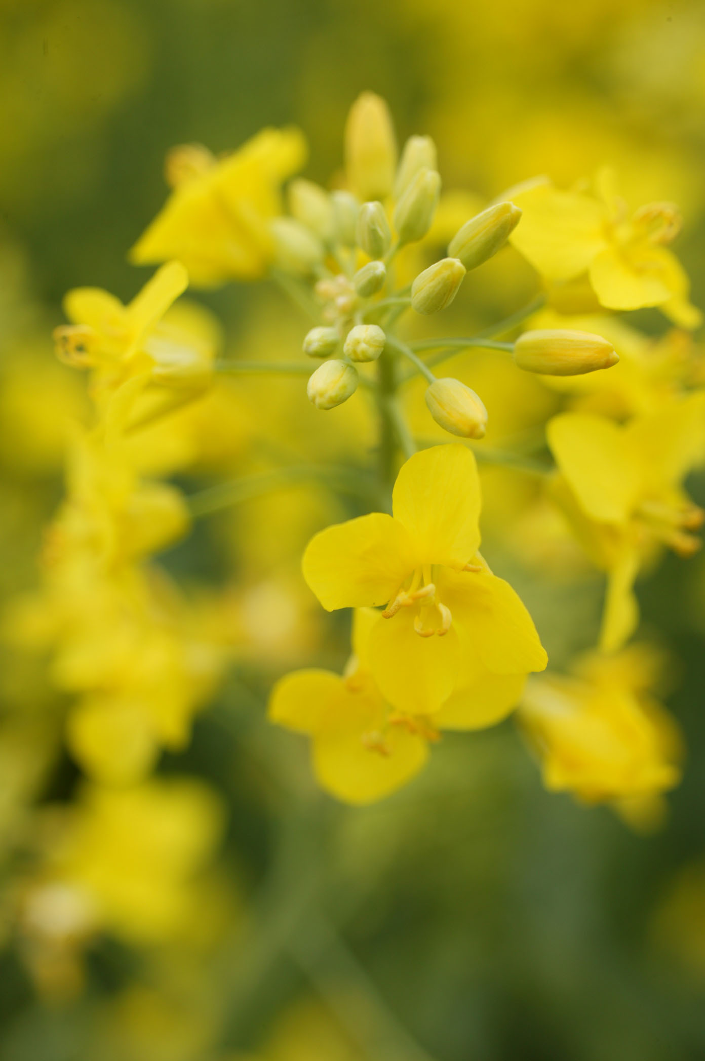 Canola in bloom at the Oklahoma Experiment Station in Stillwater Oklahoma