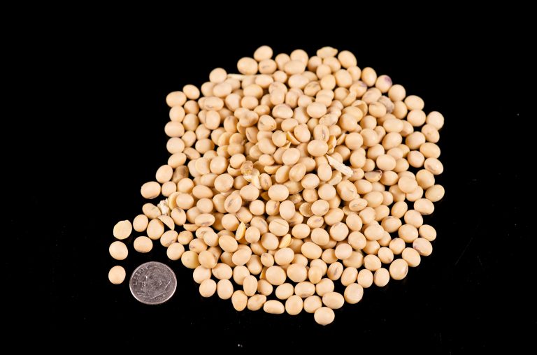 Feed Grain Identification