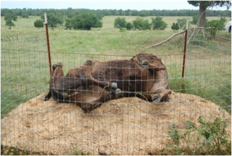 On-Farm Mortality Composting of Livestock Carcasses | Oklahoma State  University