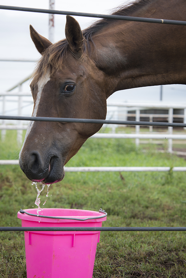 Brown horse drinking out of a hot pink bucket.