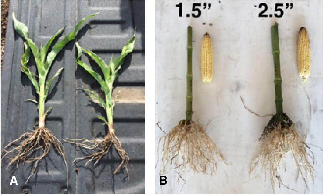 Optimum Planting Depth for Uniform Germination and Emergence of Corn |  Oklahoma State University