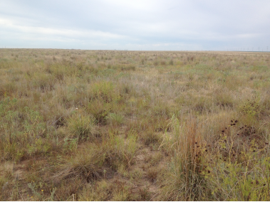A recently converted CRP field that has a high native plant diversity. 