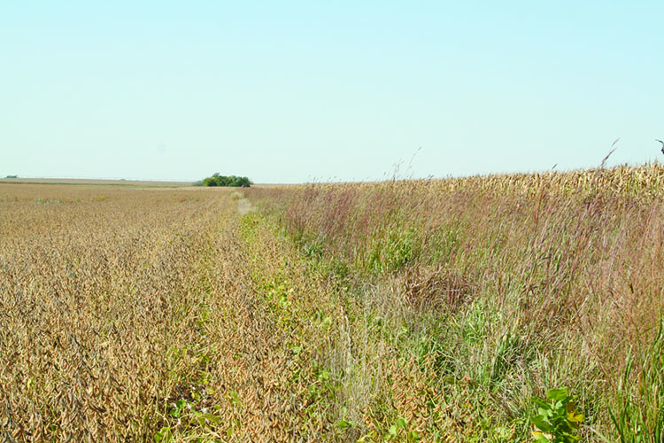 A native grass field buffer between a soybean and corn field.