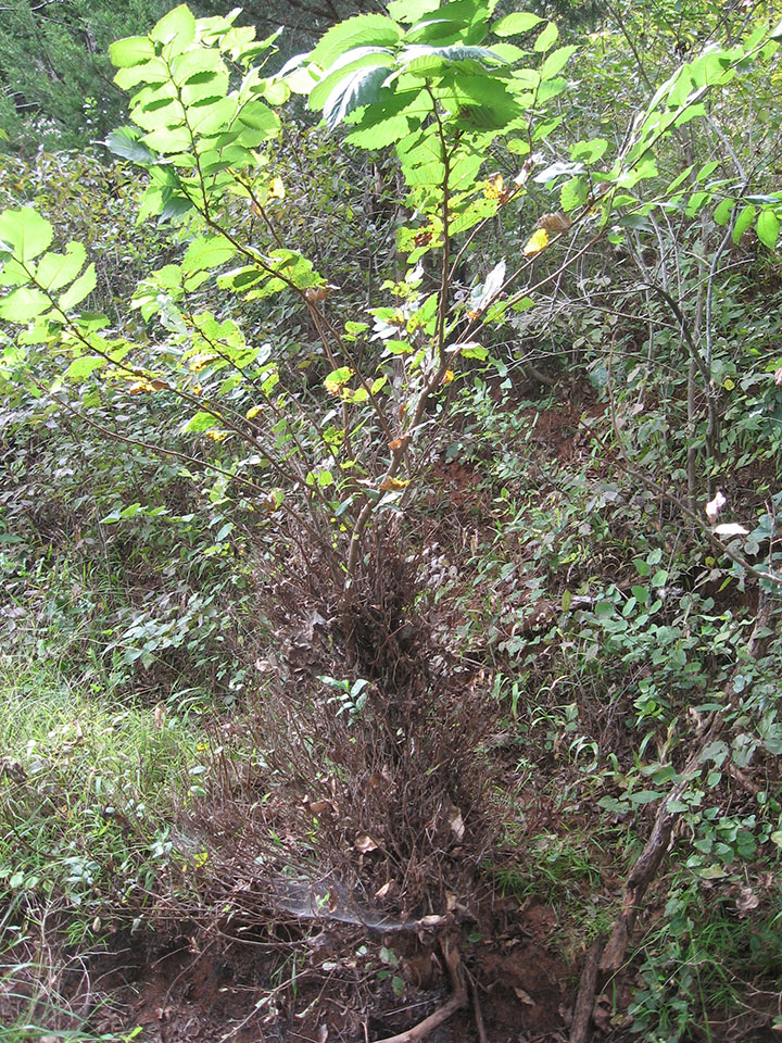 Damage caused by white-tailed deer